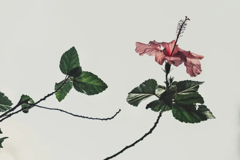 Hibiscus