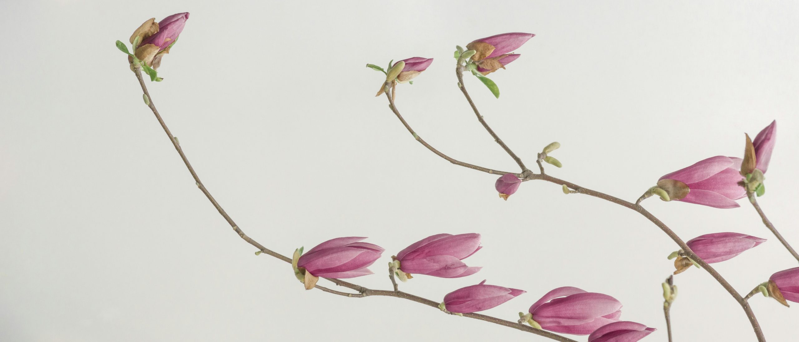 Lire la suite à propos de l’article La relation thérapeutique : une alliance puissante et singulière