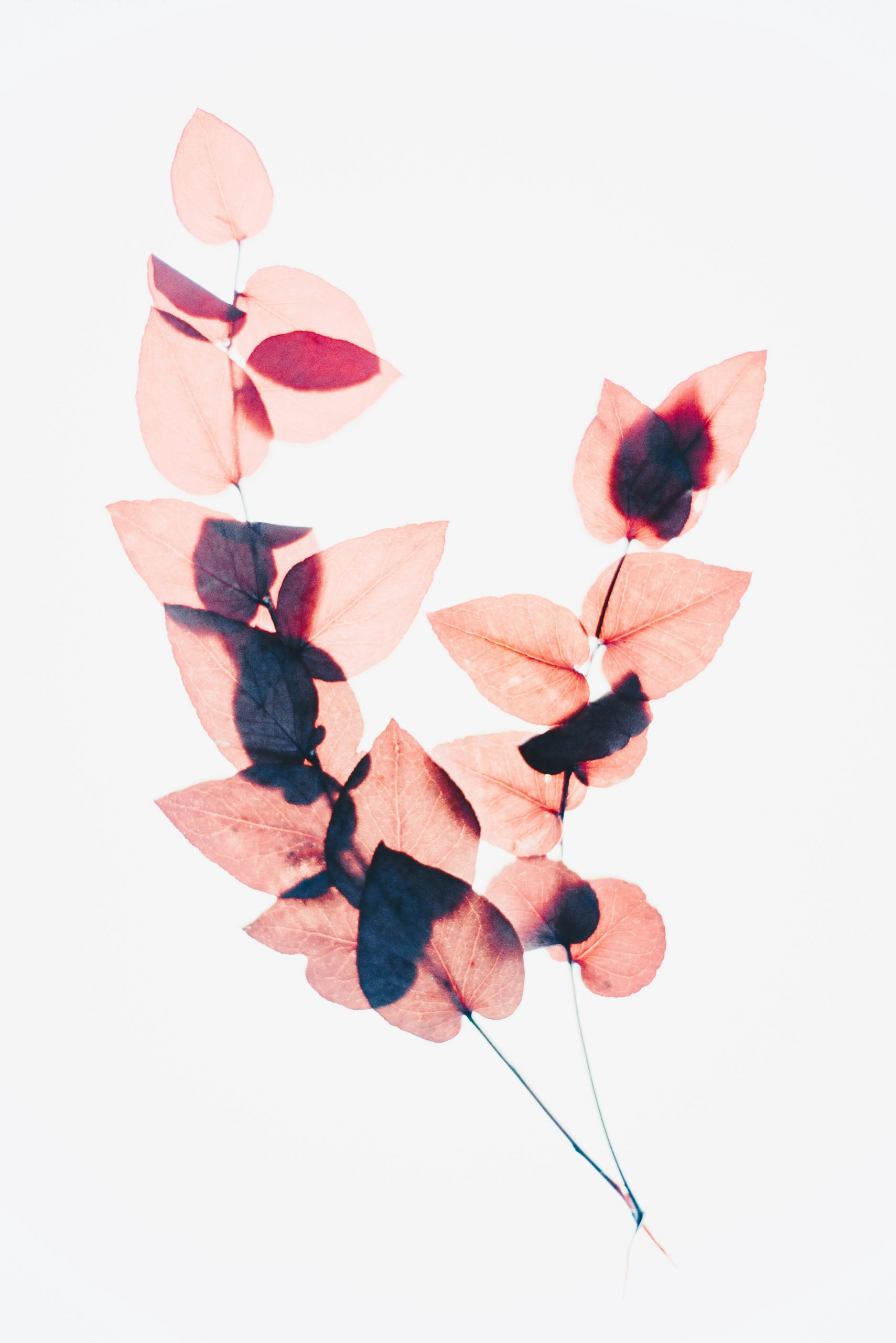 Lire la suite à propos de l’article L’enjeu d&rsquo;attachement : Berceau archaïque de nos liens