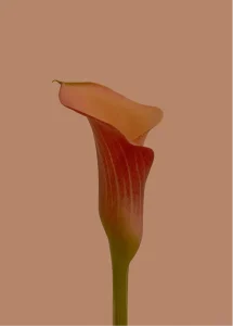 Gestalt et Existentialisme : héritage philosophique